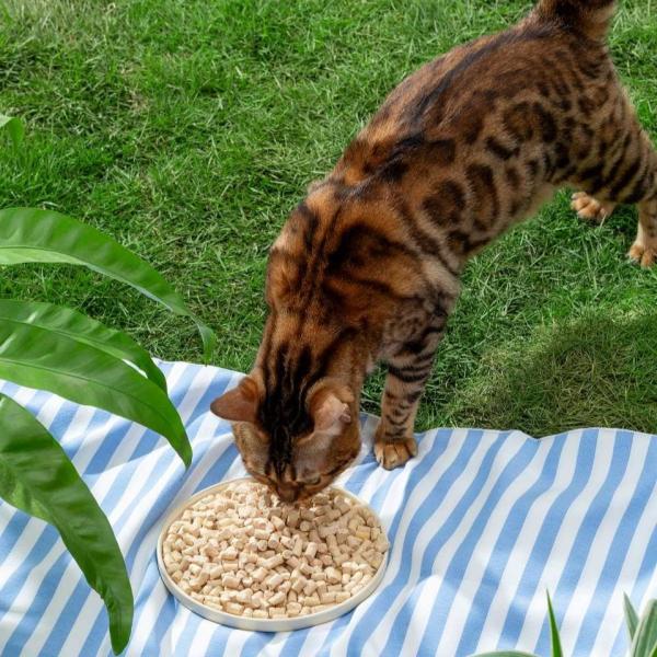 Give Your Cat the Best Nutrition with High Protein Cats Raw Meat