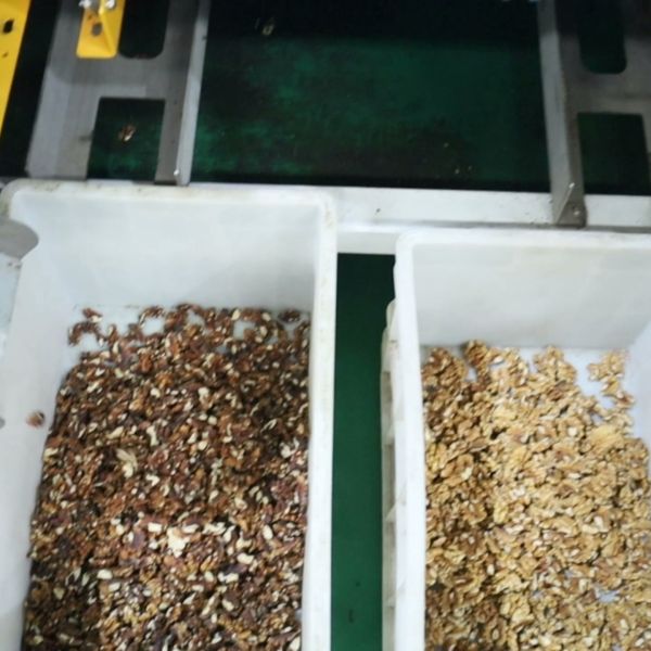 Flexible Walnut Kernel Grading Equipment Supports Multiple Nut Types With Adjustable Versatile Processing Settings upto 12 outlets
