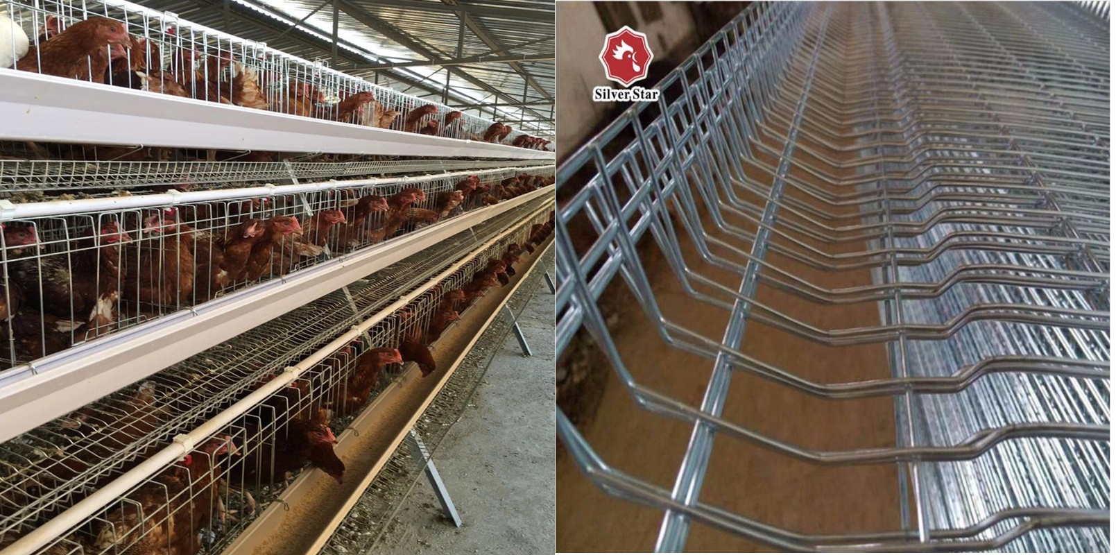 Руководства 4 ярусов Pvc автоматическая птицы питаться клетка цыпленка слоя системы SGS