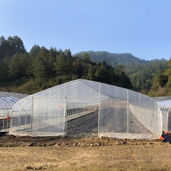 Estufa do período da coberta gótico alta do filme plástico do túnel única para o crescimento das plantas