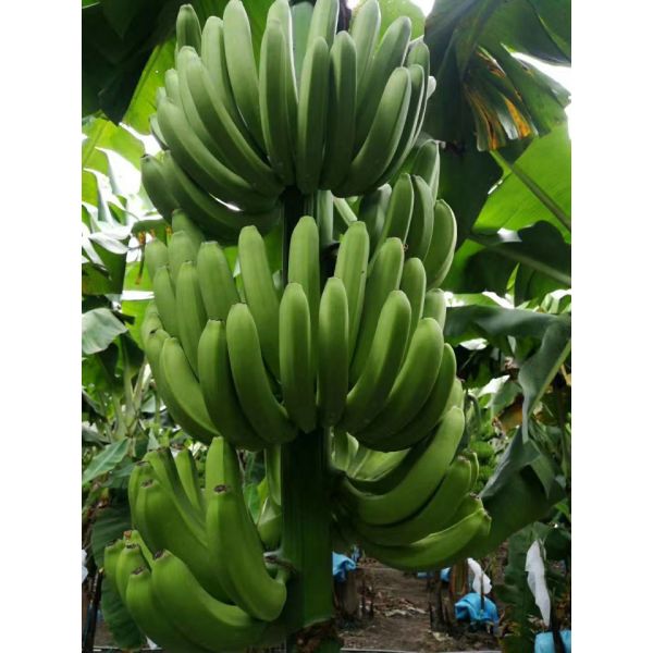 Adubos de 30% Aminoacide Liquide para o cultivo orgânico