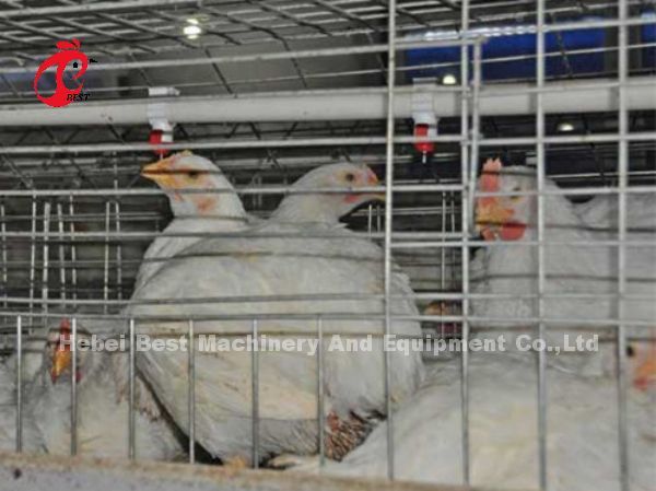 Save Space Poultry Broiler Chicken Cage Low Carbon Steel Wire In Africa  Adela