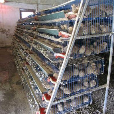 5 Tier A Typ Quail Cage Q235 Cold Drawn Wire Welding 15 - 20 Years Warranty