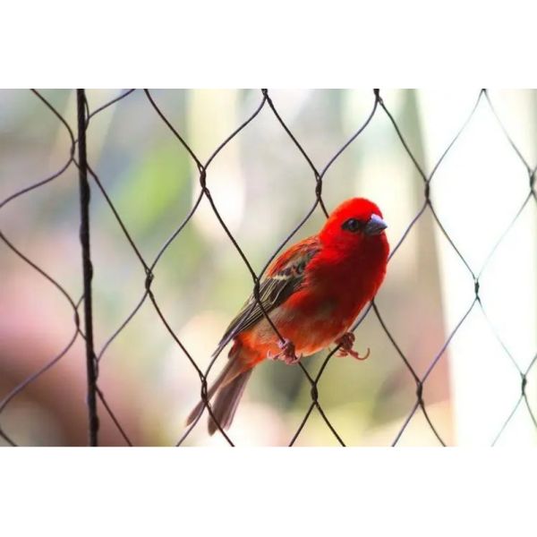 Custom Color Black Flexible 304 316 316L Zoo Animal Mesh Cable Netting For Parrot Bird Aviary