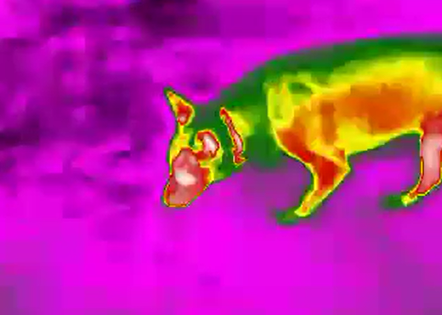 Hand Held Thermal Night Vision Monocular Scope 50HZ White Color For Hunting