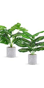Fake Plants 16