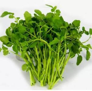 Nasturtium P.E./ Watercress Extract, stop coughing, diuresis, beneficial to brain, treat dysphoria, 10:1, herbs extract
