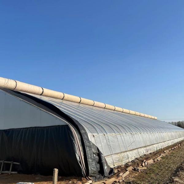 Tejo arqueado Aquicultura Filme vegetal Luz solar Estufas de morango dos EUA