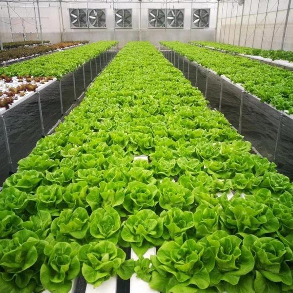100x50mm Nft sistema de calhas hidropônicas chuva canais de PVC crescer sistema para alface morango