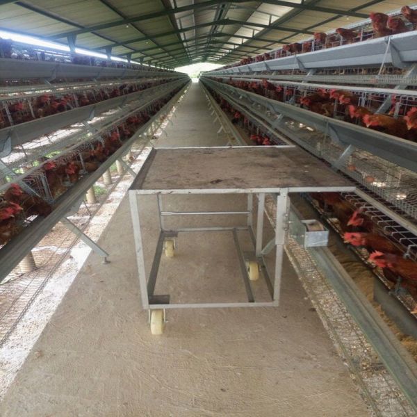 Q235A Egg Layer Chicken Cages For 5000 Birds Poultry Layer Farming Equipment