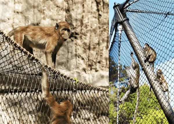 Diamond AISI Balustrade Cable Mesh Animal Decorative Rope Fence For Animal Enclosure