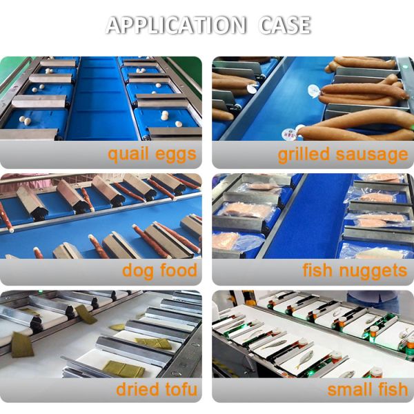 12 Weigher комбинации пояса 160 для продуктов овоща плода акватических