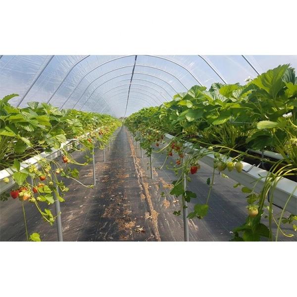 Film Type Strawberry Hydroponic System Space Saving With High Production