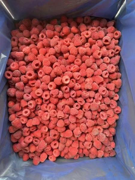 High Quality IQF Frozen Whole Raspberries in Bulk Carton Packed