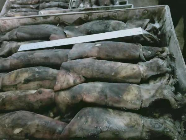 150+G BQF Frozen Black Squid ISO2200 / HACCP Standard