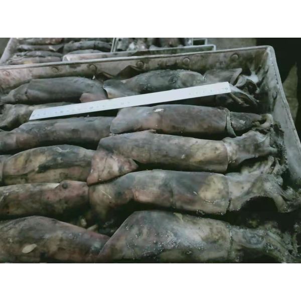 150+G BQF Frozen Black Squid ISO2200 / HACCP Standard