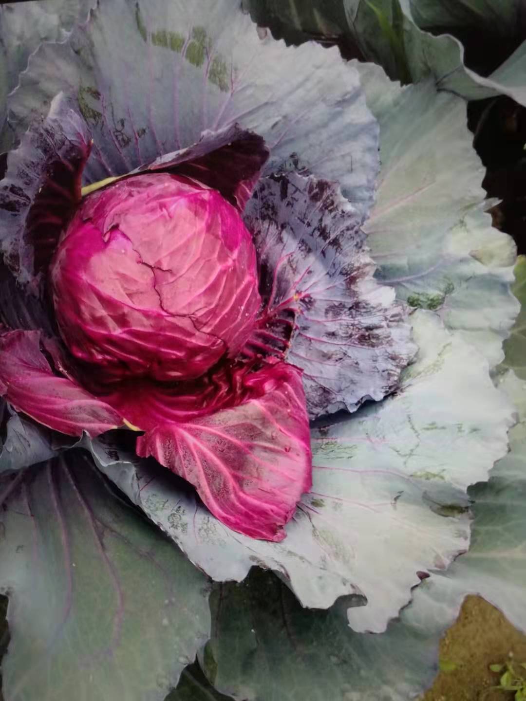 Zizuan High Yield Hybrid Purple Cabbage Seeds Bulk Cabbage Vegetable Seeds C07