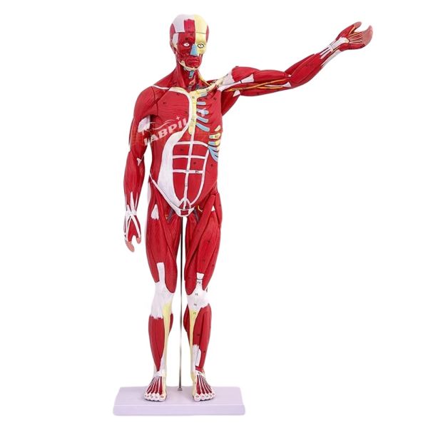 Item Human Body Anatomy Model Displaying Internal Organs and Muscles Torso Mannequin
