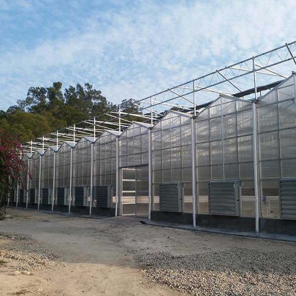 Good Thermal Insulation Venlo Polycarbonate Sheet PC Panel Greenhouse