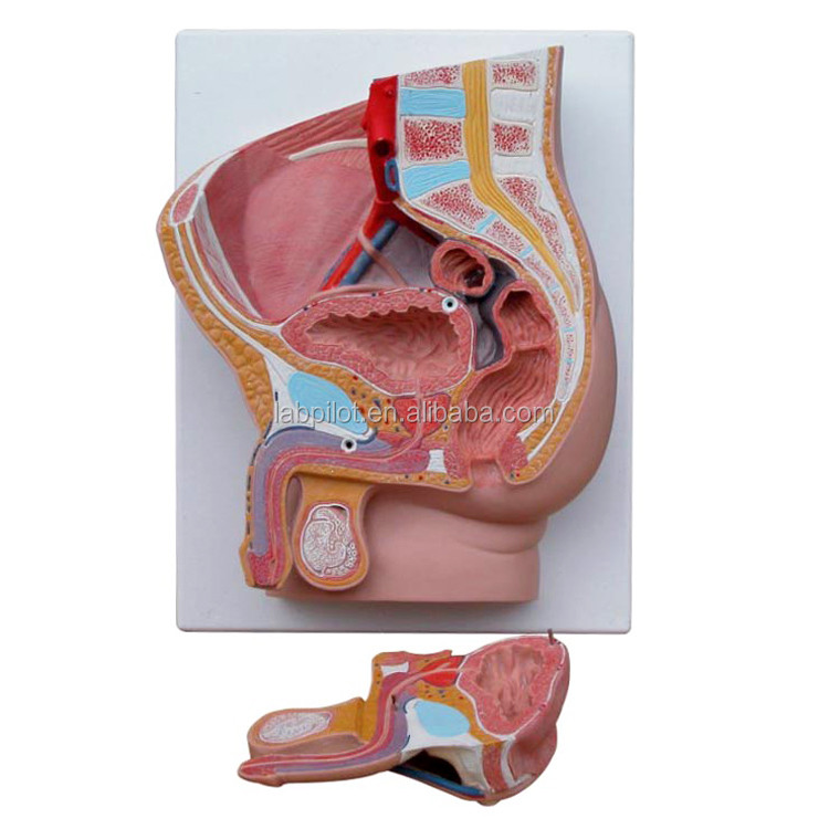 Medical Science Male Pelvis Model 2-part Detachable Genital Organs with Advanced PVC