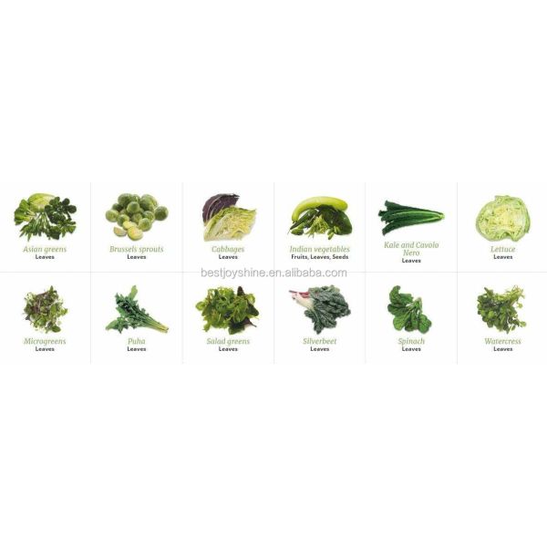 Tomato Washing Machine With Water Filtration System 304 Stainelss Steel Material