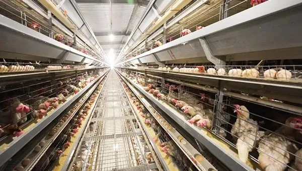 Automatic H Type Battery Layer Chicken Cage System with Fully Automatic Operation, Hot-Dip Galvanized Steel, and H-Type Layered Design for Poultry Farming