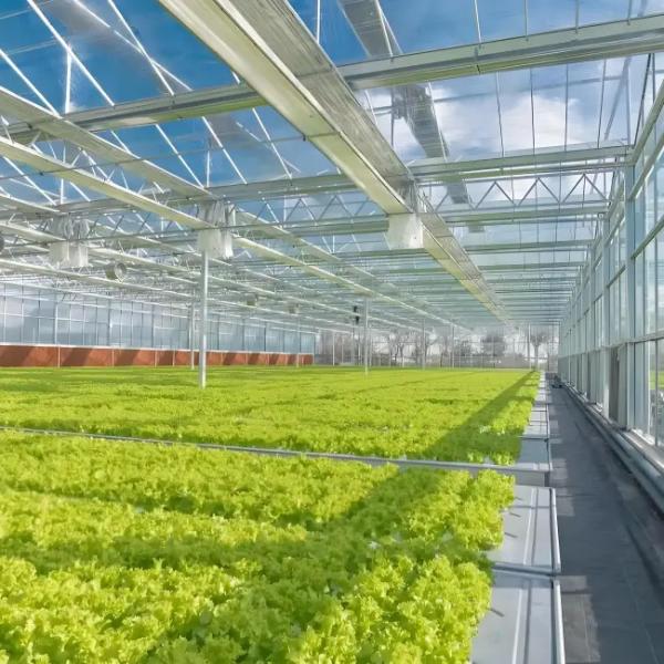 Strong Structure Galvanized Venlo Type Greenhouse Commerical Green House