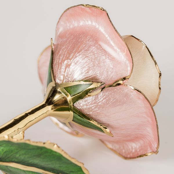 2020 Upgraded 24K Gold Dipped and Trimmed Real Preserved Fresh Eternal Rose Flower Wholesale Preserved Roses Factory