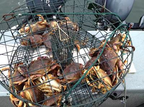 HDG 1x1 Inch Welded Metal Wire Mesh 12 Gauge 150 ft Length For Lobster Cage