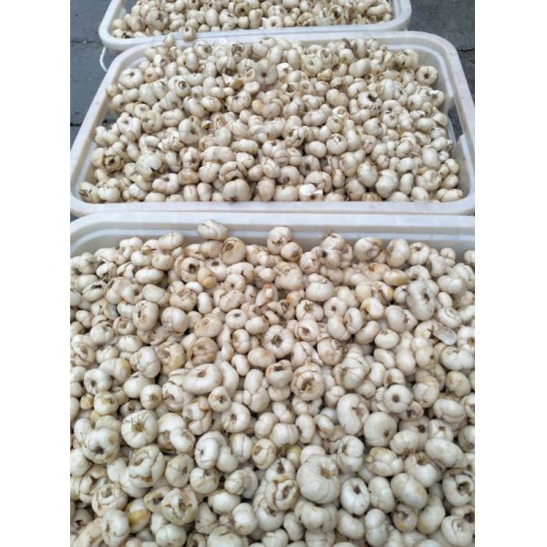 Produit biologique Fritillaria Ussuriensis Maxim Herbes chinoises Certificat ISO9001