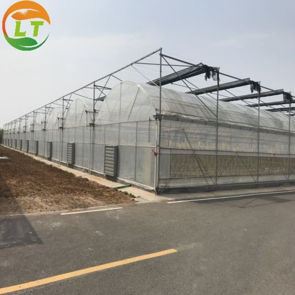 Film Covered Mushroom Cultured Greenhouse for Mushroom Cultivation and Easy Assembly