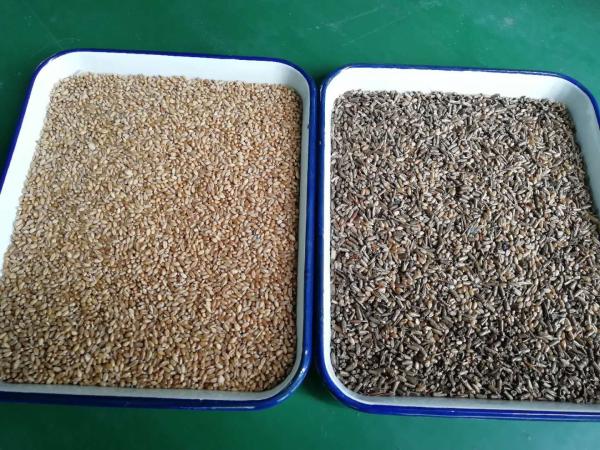 Automatic 7 Chutes Farm Processing Line Used Wheat Barley Color Sorting Machine With Toshiba Camera
