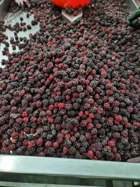 IQF Frozen Fresh Blackberry Frozen Fruit Whole 10kgx1/carton 1kg*10/carton pallet tote HACCP/ISO/KOSHER/BRC