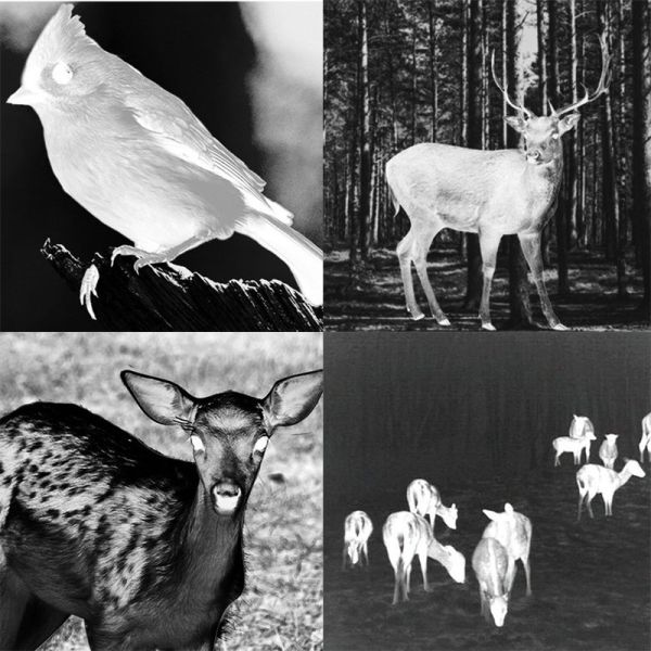 384x288 HD Infrared Night Sights Military Thermal Monocular Night Vision