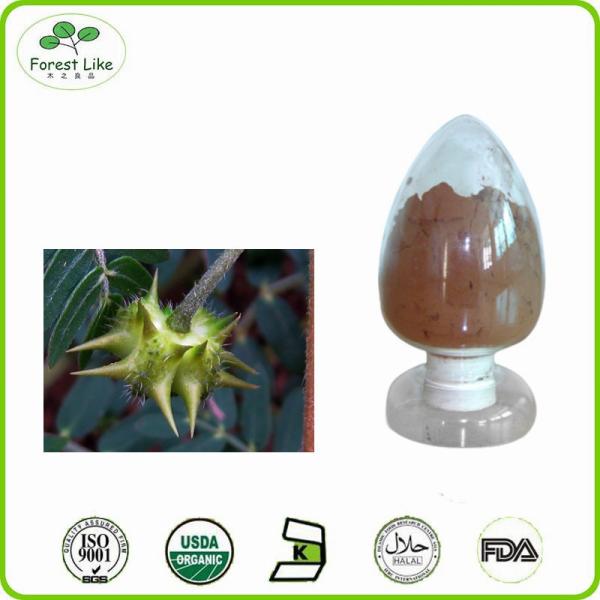 Hot sale Tribulus Terrestris Extract Fructus Tribuli P.E. powder 40% Saponins