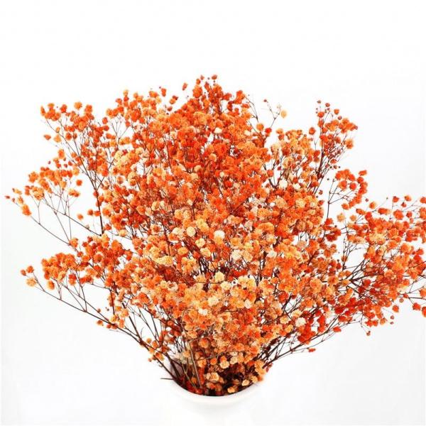 Armazenamento a longo prazo secado bonito do Gypsophila das flores das decorações da casa