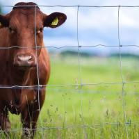1.8 mm Épaisseur Clôture de champ d'élevage pour chèvres