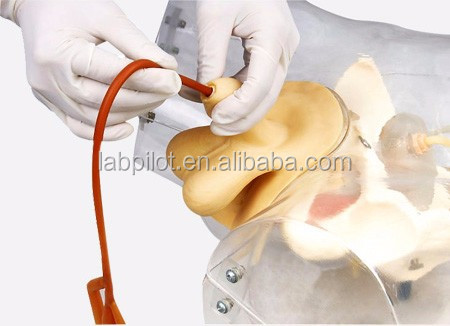 Manikin for Patients Care Demonstration Transparent Urethral Catheterization Training