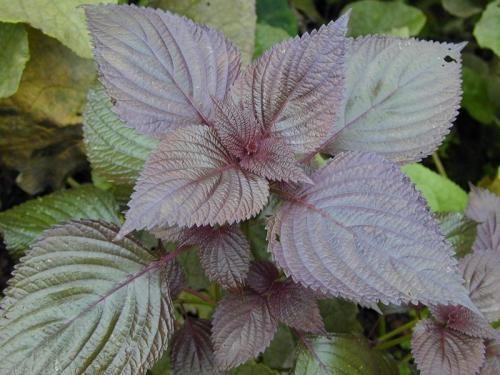 Perilla Frutescens Extract, 10:1 TLC, 100% natural food ingredient, ISO certified. Shaanxi Yongyuan