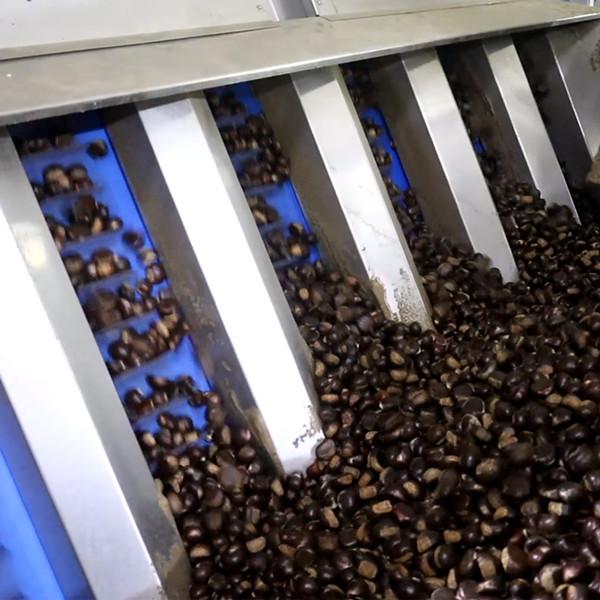 Electric Intelligent Chestnut Sorting Machine 380V Nuts Grading Machine