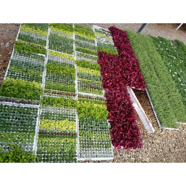 Поднос EPS питомника белой полости прямоугольника 160 пластиковый пенится подносы стартера семени