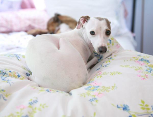 High Fill Power Household Duvets