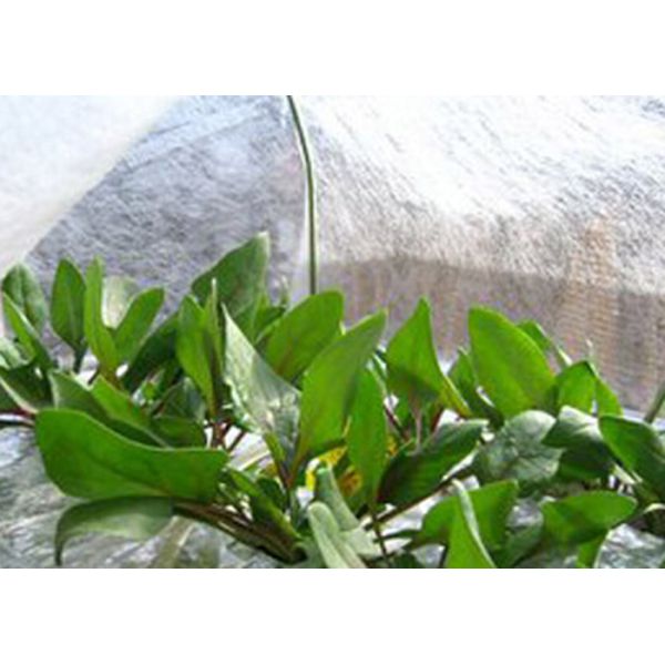 Прозрачная ткань ландшафта Spunbond Non сплетенная для крышки завода земледелия