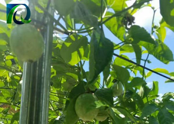 54x30MM Table Grape Trellis Systems Galvanised Steel Posts With N Shaped Holes