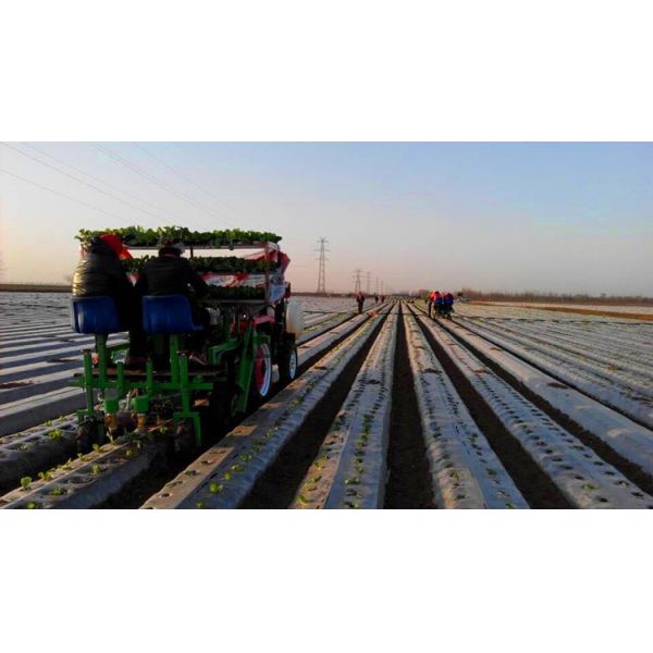 6000 - 8000plants/Hour Vegetable Transplanter Row Distance 30 - 60cm