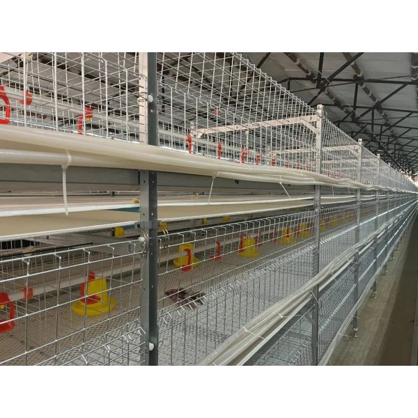Automatic Poultry Farming Equipment with Nipple Drinkers 48VDC Dimmable Lighting and Galvanized Steel Frame