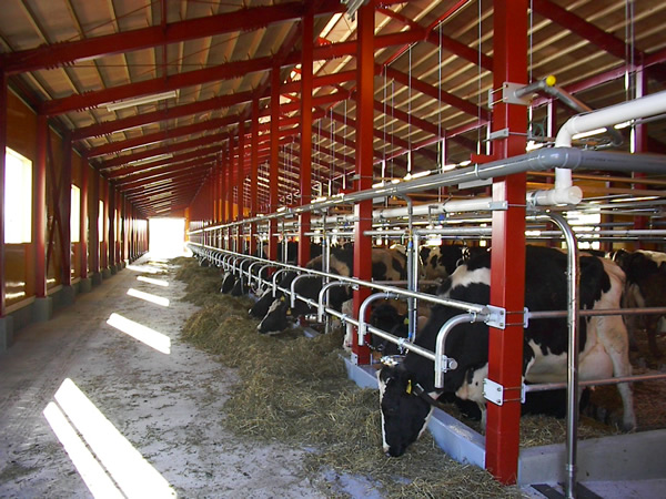 Customized Steel Structure Cow Farm Building for Livestock House Management