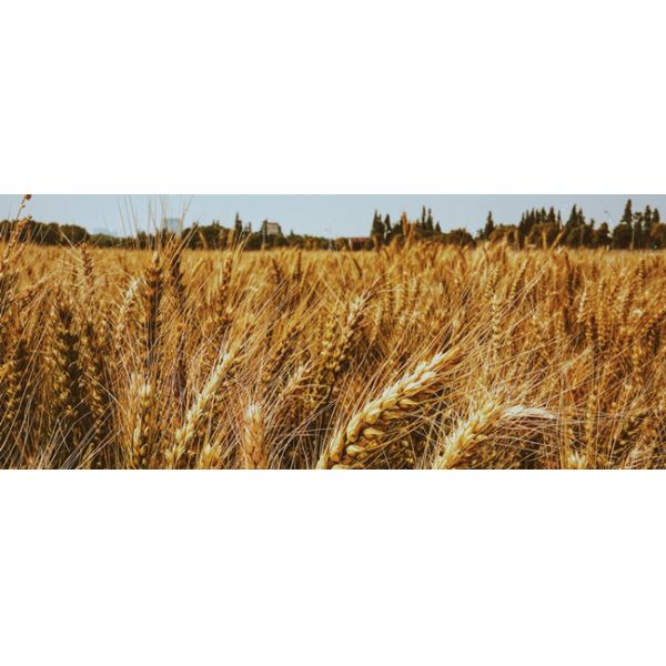 65072-01-7 Organic Nitrogen Soy Protein Powder 80% Amino Acid