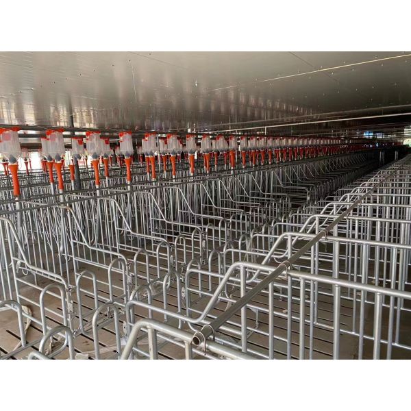 Maison de porcherie en acier Installation sur place Construction de poulailler