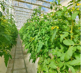 Gutter Growing System Commercial Tomato Greenhouse With Steel Structure